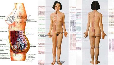 Pengertian, fungsi, struktur, bagian, penyebab, sumbatan, pengobatan dan cara. NUSABALI.com - Mengatasi Keputihan dengan Tanaman Obat dan ...