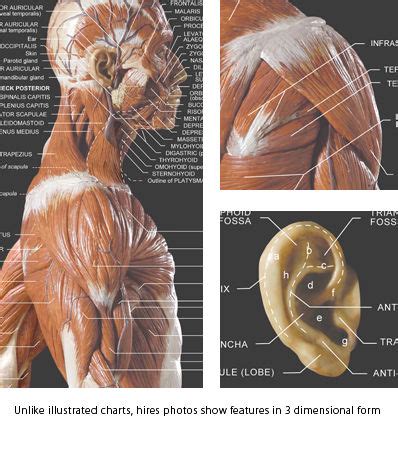 Load more similar pdf files. AnatomyTools