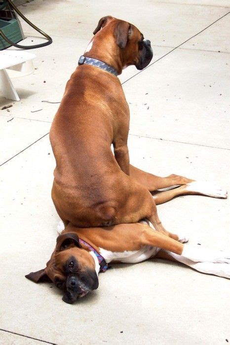 Your puppy should stop breathing fast as soon as they move on from that dream or that particular rem cycle while sleeping. boxer dogs seem to have a thing for sitting on each other ...