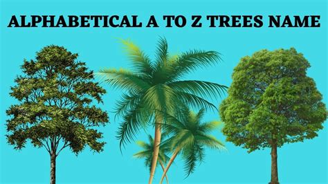 Maybe you would like to learn more about one of these? ALPHABETICAL A TO Z NAMES OF TREES FOR KIDS AND TODDLERS ...