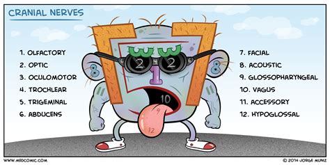 All twelve cranial nerves are represented, though some may be a little harder to spot than others. CRANIAL NERVES - SAMARPAN PHYSIOTHERAPY CLINIC AHMEDABAD