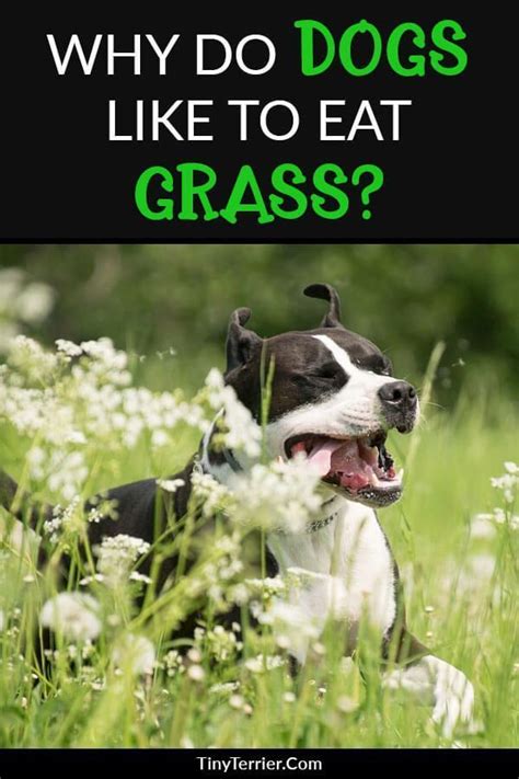 What kind of plant does a dog eat? Why do dogs like to eat grass? The first time I saw my puppy eat grass, I immediately panicked ...