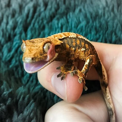 However, this may not really help you in distinguishing the genders. Six Ways To Tell A Crested Gecko Is A Male Or Female