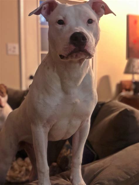 We did not find results for: Hi Reddit! My name is Bear, I am a 6 month old Dogo Argentino Mix. I am also deaf. My mommy is ...