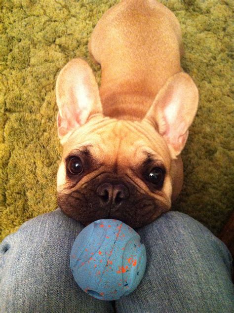 Oh Henry Oh Ball | French bulldog, French bulldog puppy ...