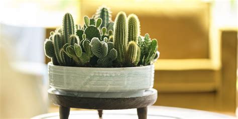 Generally speaking, an indoor cactus needs to be watered once a month, but more frequently if you live in an especially hot climate—ramirez waters the cacti in his southern california. Cactus- How to look after the cactus family. - Plants In ...