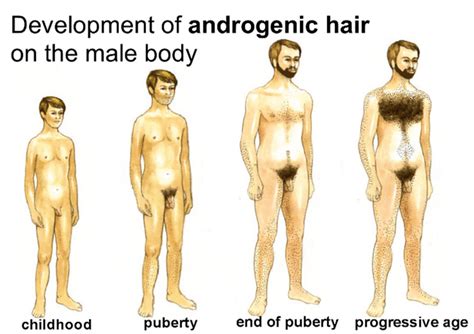 The longer the anagen phase, the longer the hair grows. How to Confront the Terrifying Arrival of Puberty - The ...