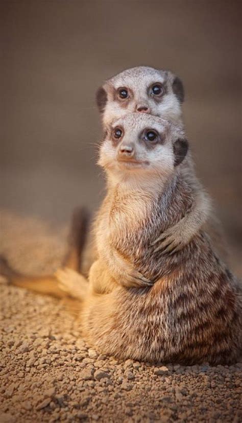 Lynn margulis, de soltera lynn petra alexander 1 2 (chicago, illinois; 53 best suricatas kawaiis :3 images on Pinterest | Adorable animals, Funny animal and Wild animals