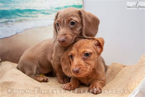 Maybe you would like to learn more about one of these? Dachshund, Mini puppy for sale near San Antonio, Texas. | 6ec4bc6a-eb91
