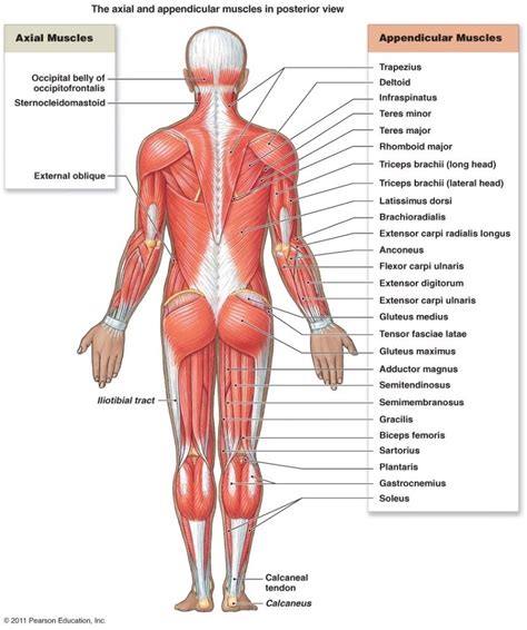 Pain in the upper thighlearn about different causes of upper thigh pain, from injuries to nerve problems. Muscles Of The Muscular System Trunk Muscles Anatomy The ...