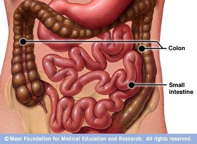 The large intestine is a long tubular structure that is not coiled like small intestine. Colon and small intestine - Mayo Clinic