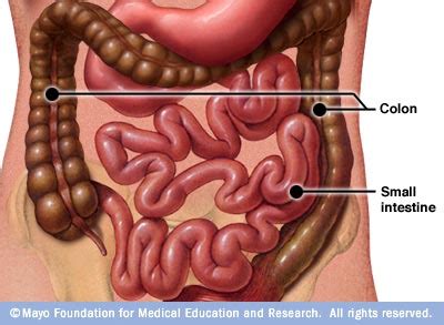 The small intestine is thin, only approximately 2.5 cm or 1 inch in width, though it is extremely long, somewhere from 6 to 7.6 m or 20 to 25 feet in length in the average adult. Carcinoid tumors - Drugs.com