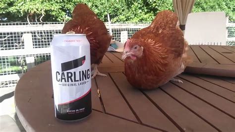 Welcome to the home of the carling black label cup. Carling Black Label Chickens Advert - YouTube