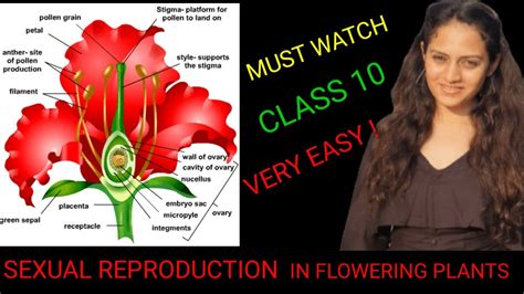 What are the 2 types of pollination? Self and Cross pollination|sexual reproduction in plants ...