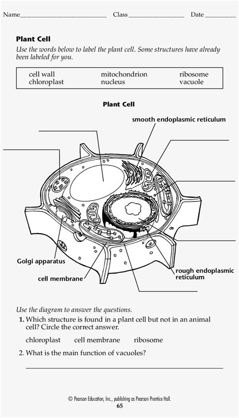 In this method the body of a simple multicellular organism breaks up into smaller pieces on maturation and each fragment develops into new individuals. 35 Blank Cell Diagram To Label - Labels For Your Ideas