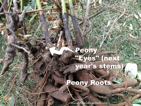 What do moon cactus flowers look like? Transplanting Peonies - Quick and Easy Tips {Video} - The ...