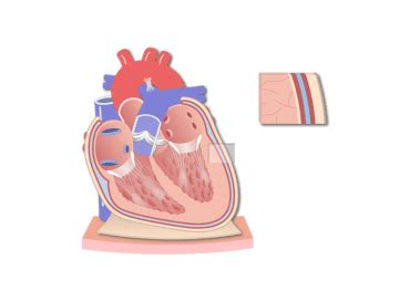 This product helps your child to learn more about the human body, as well as to gain do not get smart anatomy or any of its parts wet, and be sure that your hands and the tip of the smartpen are clean before touching the activity panel. Heart Anatomy