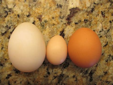 Ducks can be raised for eggs, meat or both. left to right Pekin Duck egg, Frizzle Bantam egg, and a ...