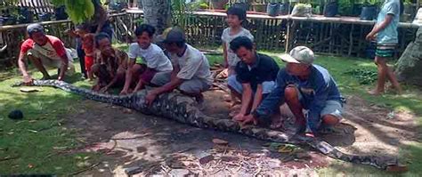 Selain di kalimantan, ular terbesar di dunia dapat juga ditemukan di sumatera, yakni ular phyton guihua. Gambar 10: Foto ular terbesar yang pernah ditemukan di ...