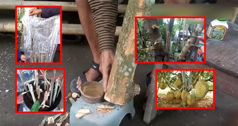 Keput1han saya semakin hilang setelah mengamalkan nenas batu !! Tanam Durian Dari Batang Melalui Kaedah Cutting ...