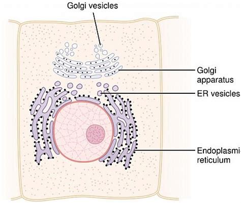 This type of er is especially prominent in certain kinds of cells like hepatocytes where active protein. Rough Endoplasmic Reticulum Function, Definition ...