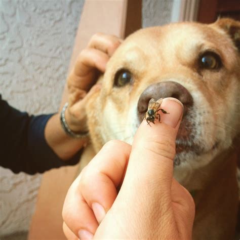 Understand, a single bee buzzing around. IS IT SAFE TO HAVE A BEEHIVE IF YOU HAVE A DOG ...