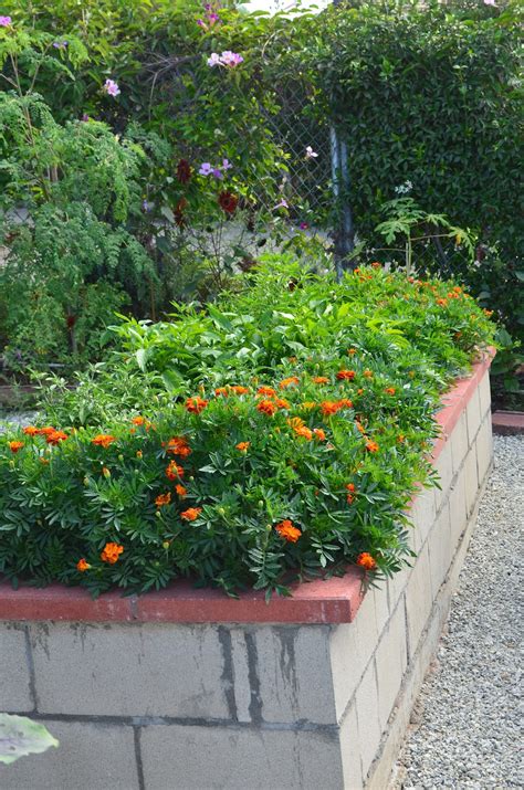 Maybe you would like to learn more about one of these? Entertaining From an Ethnic Indian Kitchen: Kitchen garden ...