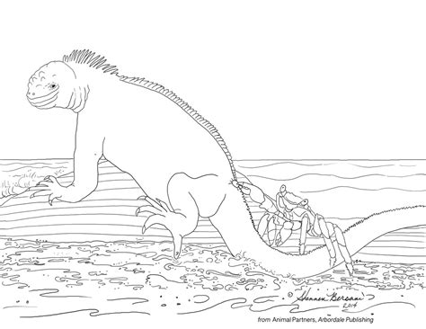 Iguana coloring pages iguanas are a large group of lizards, characterized by elongated scales that extend from the neck to the back and tail. Free Coloring Pages from Shennen