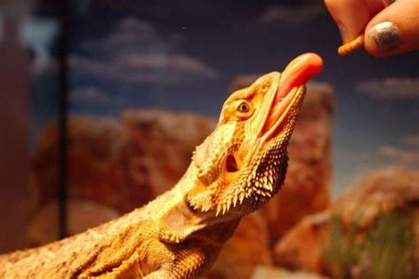 Our live food list tells you what meat your beardie can eat What Do You Feed a Malnourished Bearded Dragon? - Clever ...