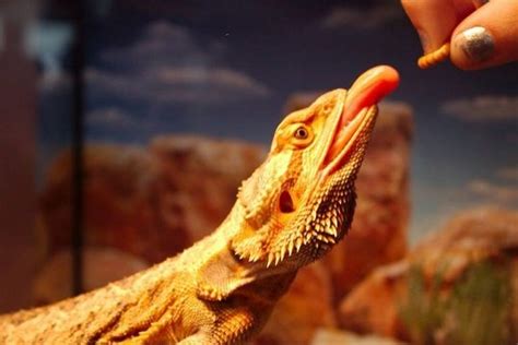 Bearded dragons are medium sized lizards that are commonly kept as pets. What Do You Feed a Malnourished Bearded Dragon? - Clever ...