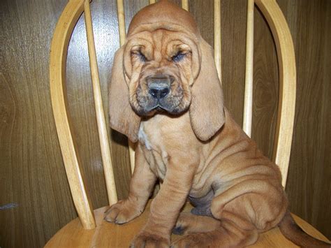 There are 615 bloodhound puppy for sale on etsy, and they cost. Bloodhound Puppies For Sale Ohio - Pets Ideas