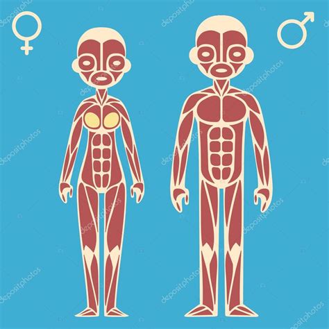 The muscular system chart graphically portrays front and rear views of the male musculature. Female muscle chart | Male and female muscle chart — Stock ...