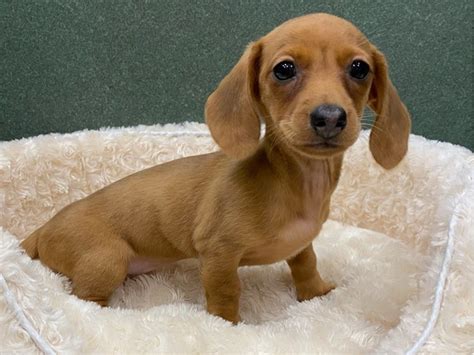 Our dachshund puppies for sale come from either usda licensed commercial breeders or hobby breeders with no more than 5 breeding mothers. Dachshund-DOG-Female-Red-2913645-Petland San Antonio