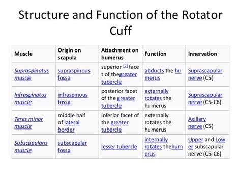 Tears can be minor or severe, as determined by the tissue(s) torn and the depth there are three types of movements that strengthen the rotator cuff muscles and four exercises that i recommend you do. rotator cuff innervation - Google Search | Rotator cuff ...