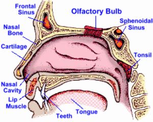 The upper bony part of the dorsum of the nose is called the bridge. Human Sense Organs - The Five Senses