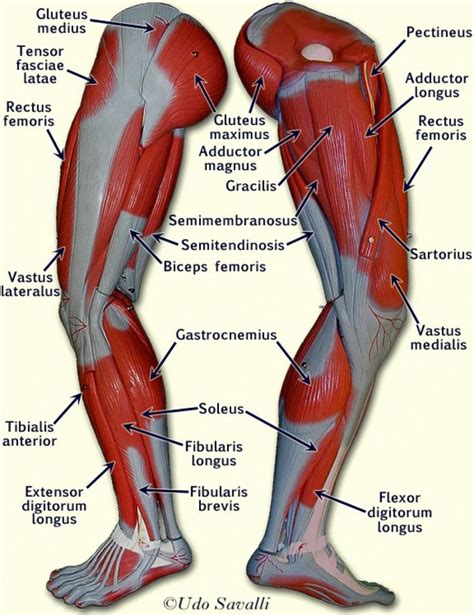 Quad leg muscles anatomy labeled diagram, vector illustration fitness poster. Muscle Anatomy Chart New Upper Leg Muscles Anatomy Human ...