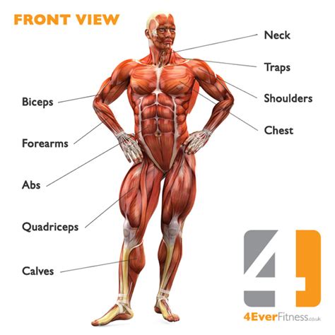 Leg muscles labeled front and back : Human Body Muscle Diagram | 4Ever Fitness