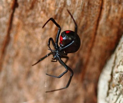 Black widow spiders are small arachnids but are one of the deadliest spiders in the world. Reason Not To Move To Montana #843: Killer Bugs