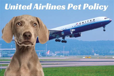 They accept small animals for travel in the cabin as well as larger animals in cargo. Flying with Your Pet: United Airlines Pet Policy | CertaPet