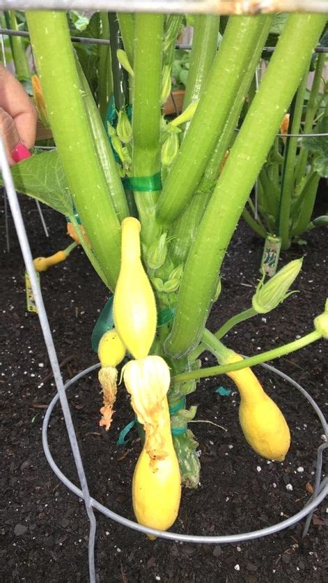 Even the most resourceful cook can feel. Growing squash vertically- you can do the same thing with ...