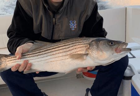The mortality rate of striped bass following release is not trivial. Can You Eat a Striped Bass? - Catch and Fillet