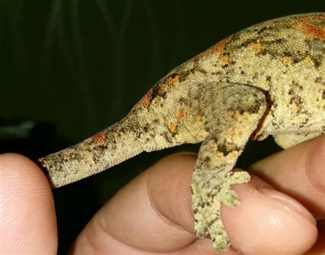 Gecok genjer / pore sexing male crested geckos. Gargoyle gecko gender - Reptile Forums