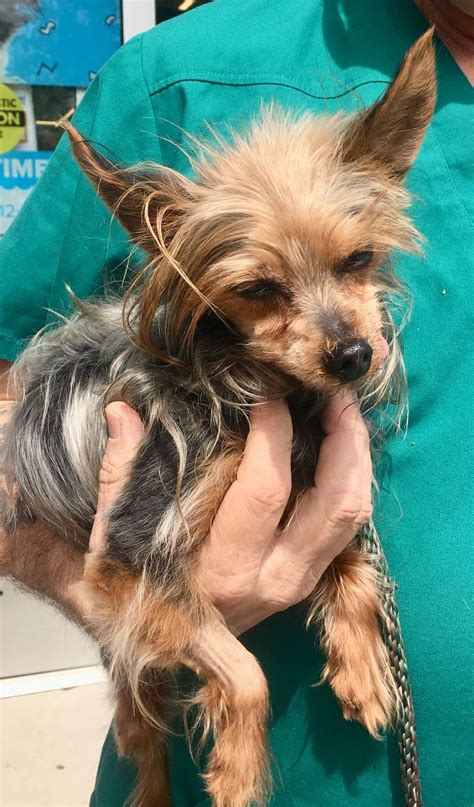 She is a super sweet puppy who is raised with children and has sooo. Yorkie Poo Puppies For Sale Sc | Top Dog Information