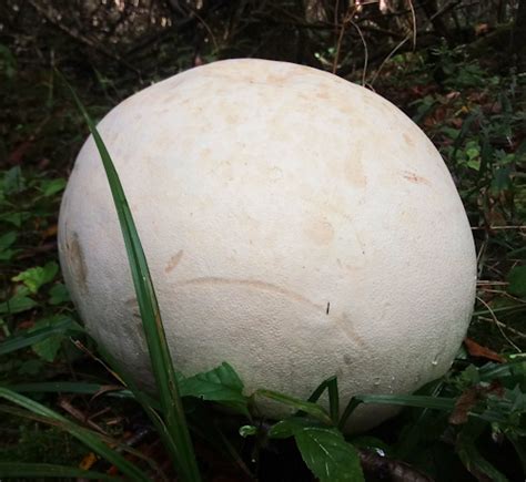 It is part of the star wars: Giant Puffball (Calvatia gigantea) Must be white and firm ...