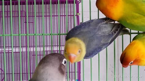 Burung lovebird ini memiliki warna yang sangat cantik yaitu perpaduan antara biru tosca dengan kuning muda. Jual Burung Love Bird Sayur, Gantangan Lomba Dan Mutasi ...