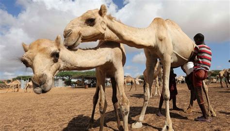 Here are some of the amazing reasons which will help you to introspect and. Camel Milk Good for Diabetes and Cancer, Expert Says ...