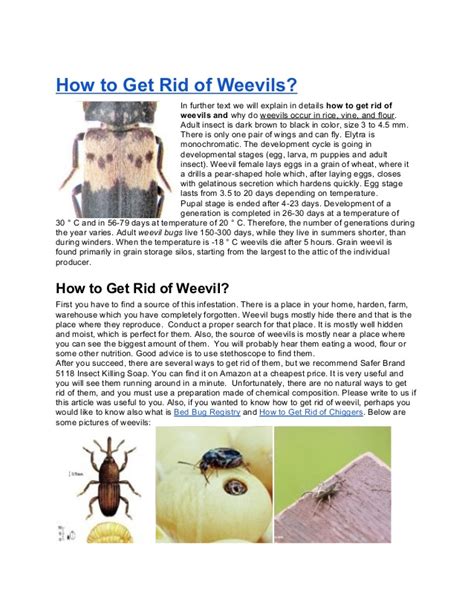 What happens if you get weevils on your clothes? How to get rid of weevils