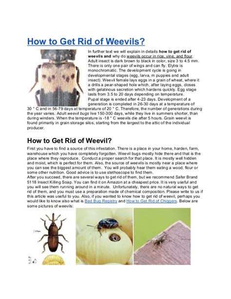 How to get rid of weevils in my bedroom. How to get rid of weevils