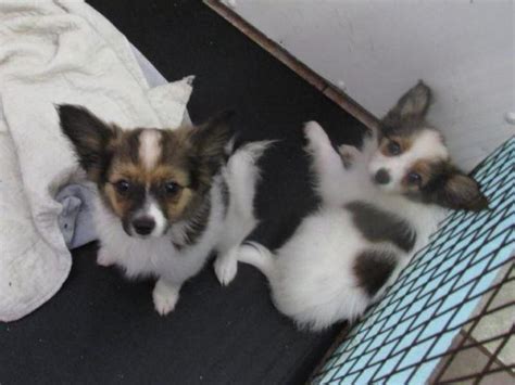 If you find a breeder in florida or an online advertisement on craigslist advertising. AKC Papillon Puppys 12 wks for Sale in Pomona Park ...