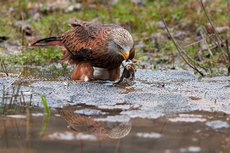 Vogel gerettet methusalem milan verdankt frau sein leben. Der Rotmilan - Fokus-Natur.de